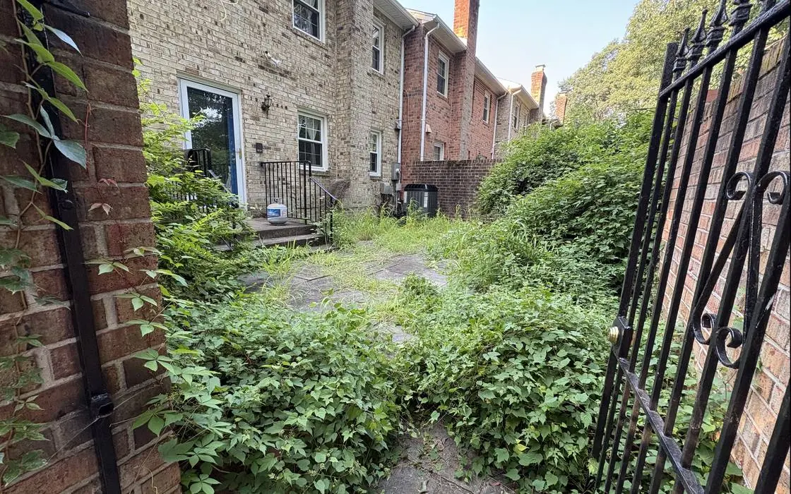 Overgrown yard before